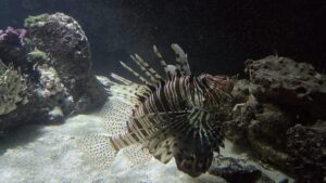 Rotfeuerfisch, Haus des Meeres